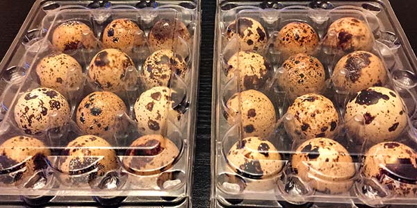 Quail hatching kit incubator food containers